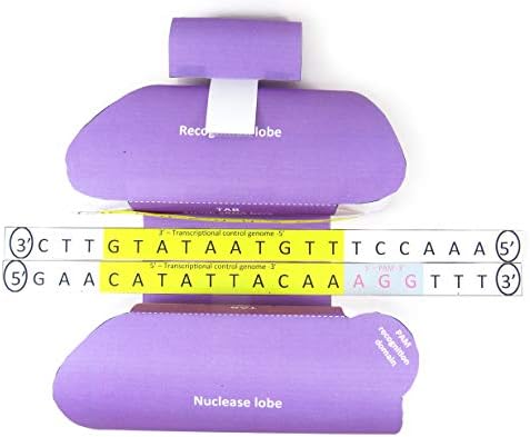 NewPath Learning CRISPR 3-D Paper Model Making Kit, Set/5 Full-Color, Paper Model Templates & Teacher Guide (24-7717) by NewPathLearning