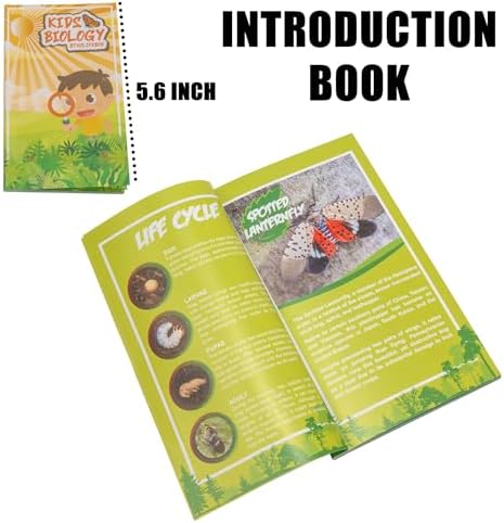 Insect Specimen Set, Bugs Collection Scientific Education Gift for Kids Aged 3-8-12 (Spider, Scorpion, Cricket, Chafers, Stink Bug, Spotted Lanternfly Resin Collection) - Image 6