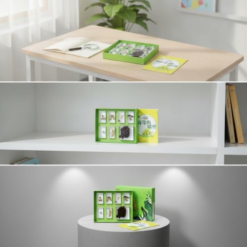 harayaa Children Learning Kit with Resin Sample Blocks Educational Science Set Biology Collection Classroom Tray Hands On Nature Sample Observation Suitable, Colorful Flowers - Image 3