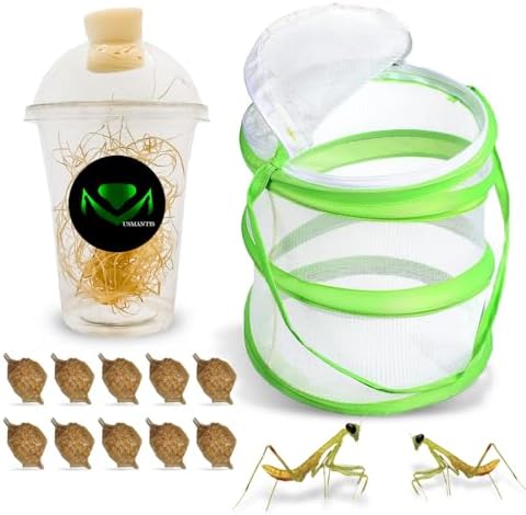 USMANTIS T Sinensis Praying Mantis Egg Cases, Pack of 10 by USMANTIS