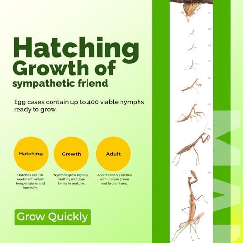 USMANTIS Praying Mantis Egg Case Kit, 2 Pack with Habitat Cup - Image 2
