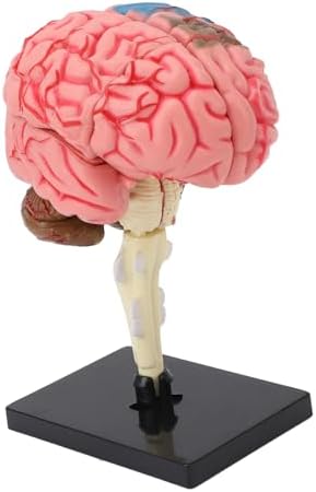 Human Brain Model, Size Plastic Disassembled Brain Anatomy Model with Colored Labels and Stable Base for Neuroscience Psychology Teaching by Unknown