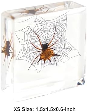 Real Taxidermy Spider Specimen in Resin Crystals Preserved 3-Pack - Image 6