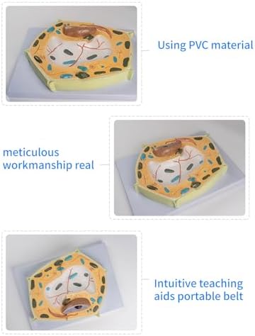 Organ Model, Plant Cell Anatomical Model, Biological Structure, Scientific Display Model, Anatomical Model, Cell Membrane Model - Image 4