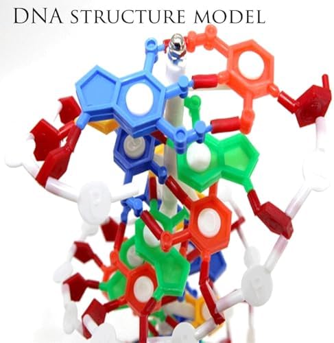 COYEUX Double Helix Molecular Model of DNA, DNA Double Helix Model, Made of Colored PVC, Mounted On a Rotating Support, Scientific Teaching Tool - Image 3