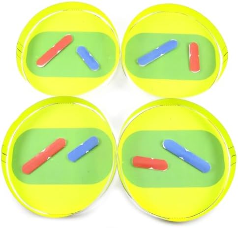 NewPath Meiosis 3-D Paper Model Making Kit, Set/5 Full-Color, Paper Model Templates & Teachers Guide (24-7741) by NewPathLearning
