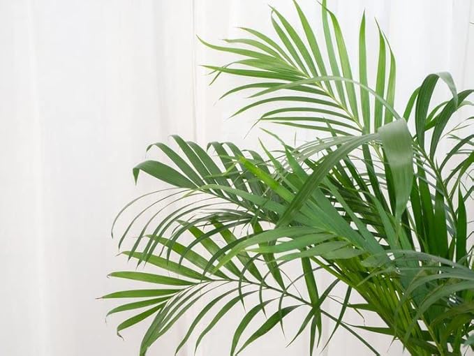GARDENERA Palm Tree Potting Mix - The Ultimate Soil for Strong and Healthy Palms - Top Choice for Palm Tree Growers [2 Quart Bag]