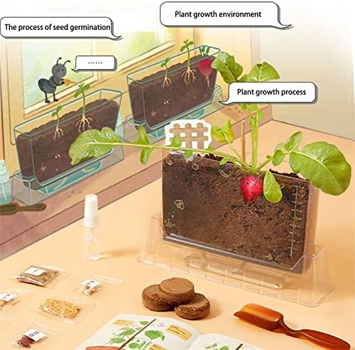 Children's Science Experiment Window Plant Growing Kit, Vegetable Plant Growth Observation Box Toy Science Kit for Homeschool & Classrooms, Ages 6+ - Image 7