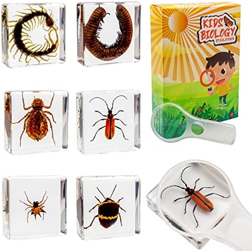 Insect Specimen Set, Bugs Collection Scientific Education Gift for Kids Aged 3-8-12 (Millipede, Centipede, Dragonfly Larvae, Tea Seed Bug, Red Longhorn Beetle, Spiny Spider) by EJLIFEBOX