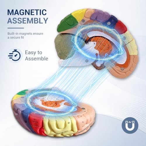 Human Brain Model 2X Life Size, 4-Part Detachable Brain Anatomy Model with Labeled Structures and Display Stand, Brain Model for Neuroscience, Psychology, Medical Education and Classroom Learning - Image 3
