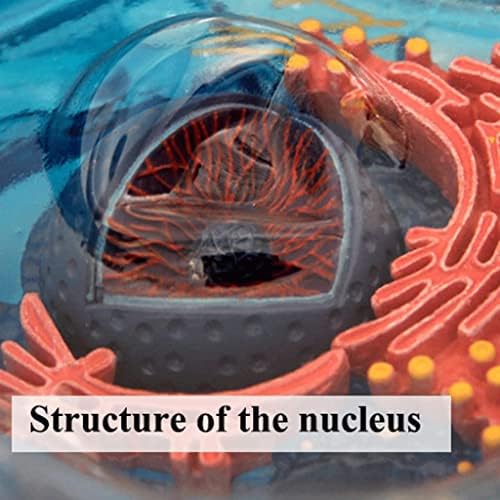 4d Animal Cell Model Human Body Model for Doctors Office Educational Tool Assembly Animal Cell Biology Teaching Models - Image 5