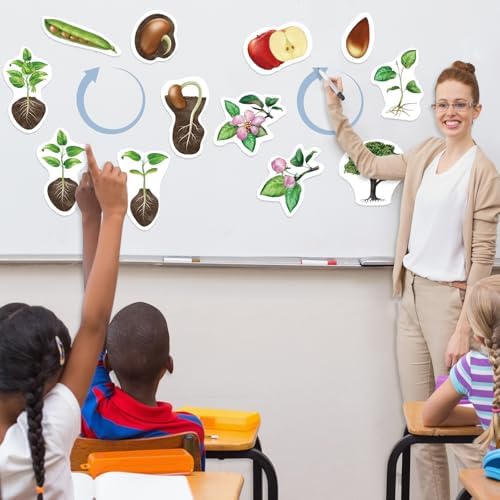 Relaxweex 12 Pcs Magnetic Plant Life Cycle Toys for Kids Educational Preschool Science Center Materials Plant Life Cycle for Kids Science Exploration Activities Learning Game Classroom Supplies - Image 6