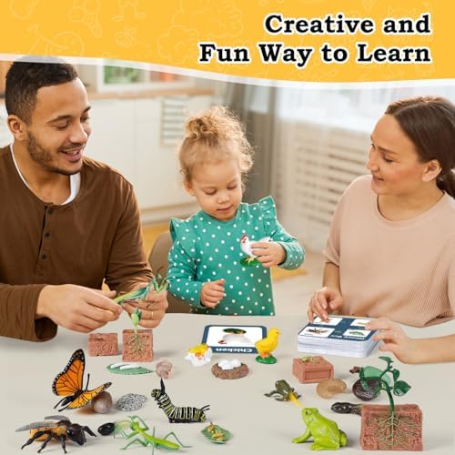 Life Cycle Learning Toys for Kids: Life Science Education Kits with Butterfly, Frog, Chicken, Mantis, Bee, Plants - 25 Pieces Animal Figurines Montessori Toys for Children Age 3 4 5 6 7 8+ - Image 5