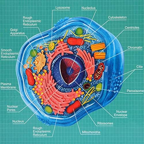 4d Animal Cell Model Human Body Model for Doctors Office Educational Tool Assembly Animal Cell Biology Teaching Models - Image 3