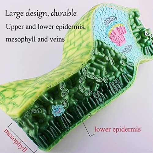 Model Teaching Model Leaf Cross Section Structure Model Biology Teaching Models Plant Anatomy Model Teens Science Classroom Study for Teaching - Image 5