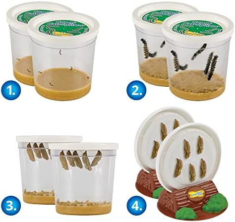 Butterfly Garden: Original Habitat and Two Live Cups of Caterpillars with Journal – Life Science & STEM Education – Butterfly Science Kit - Plus Butterfly Life Cycle Stages Figurines - Image 2