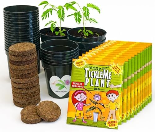 TickleMe Plant Classroom or Homeschool Science Fun Planting Party Kit – for 30 Students – Grow a Sensitive Plant that Reacts to Touch – Includes Activity Book and Seeds for Kids to Plant by TickleMePlantandZOMBIEPLANTProducts
