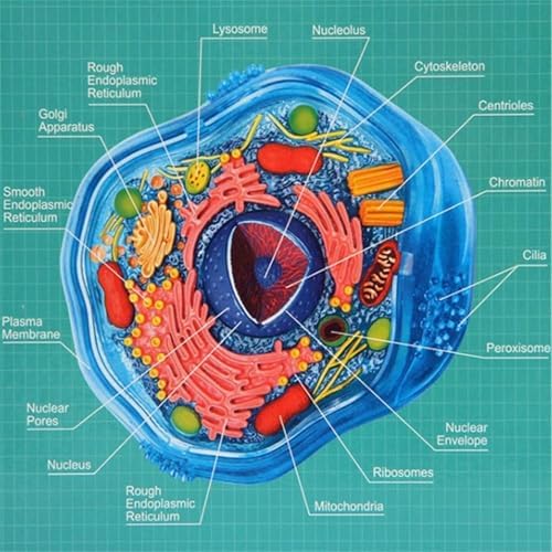 Biology Animal and Plant Cell Models, Assembly and Medical Lessons Cell Model Teaching(Animal Cells) - Image 3