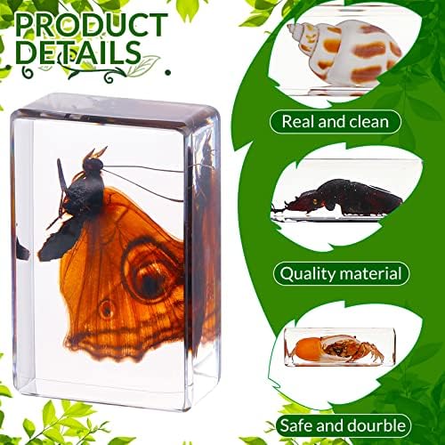40 Pcs Insect in Resin Specimen Bugs Collection Paperweights Real Bugs in Resin Various Insect Specimen for Kids Scientific Educational Supplies - Image 4