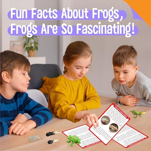 15 Frog Life Circle Flashcards with 5 Plastic Figurines, Frogs Introduction Cards Plastic Insects Tadpole to Frog Kit Toy for Kids, Adults, Animal Lovers - Image 6