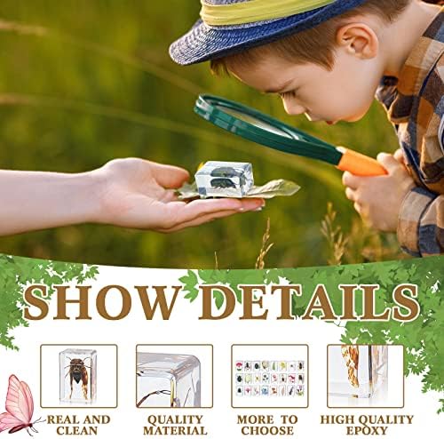 Geelin 24 Pcs Insect in Resin Specimen Set Specimen Bugs Plant Flower Paperweight Butterfly Science Mini Animals Figures for Biology Science Teacher Education Collection - Image 3