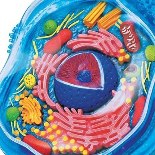 Biology Animal and Plant Cell Models, Assembly and Medical Lessons Cell Model Teaching(Animal Cells) - Image 4