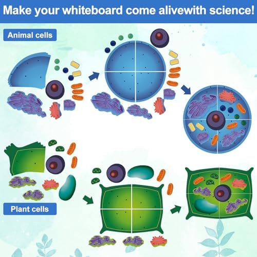 2 Set Magnetic Animal and Plant Cell Anatomy Biology Model Set - Image 4