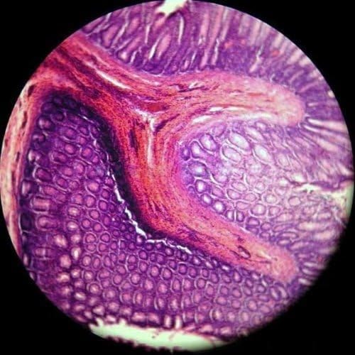 AmScope M148-E Digital Compound Monocular Microscope - Image 4