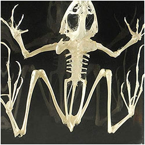 Real Frog Skeleton Specimens - Frog Skeleton Natural Bone Model - Transparent Resin Animal Skeleton Embedding Specimen - Science Education Animal Anatomyl Specimen - Image 4