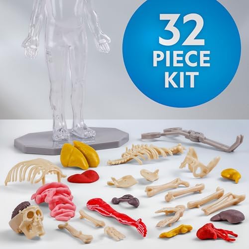 National Geographic Human Body Model for Kids 32-Piece Anatomy Set - Image 4