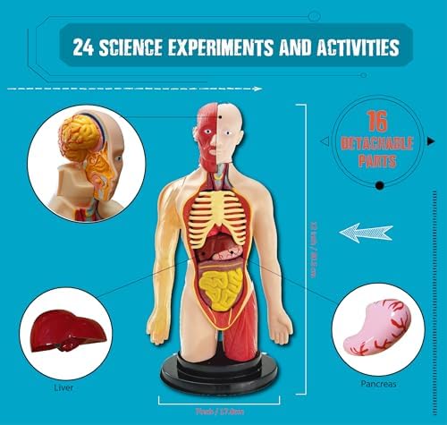 2026 Einstein Human Body Science Advent Calendar. Includes Original STEM Experiments, a 12-inch Model with 16 Detachable Organs, a Printed Guide and factbook, Plus Daily Step-by-Step Videos - Image 5