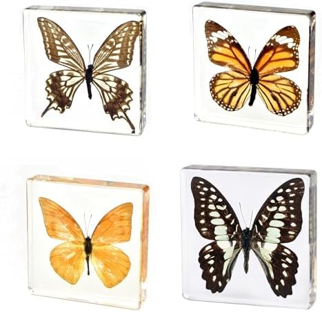 4pcs Real Taxidermy Butterfly Specimen in Crystal Resin Preserved by Aolowewin