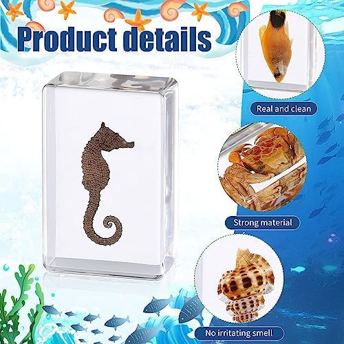 16 Pcs Ocean Animal Insect in Resin Specimen Bugs Collection Paperweights，16 Styles Real Bug Specimen Bug Kit Preserved in Resin for Scientific Educational Display Supplies (Ocean) - Image 3