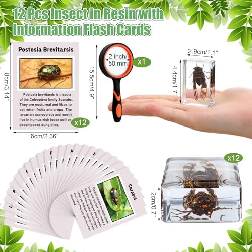 GlikCeil 12 Pcs Insect in Resin Specimen Bugs with 10x Magnifier for Kids - Image 2