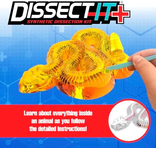 Dissect-It, Rattlesnake Dissection Kit, STEM Toys for Kids, Ages 6+ - Image 2