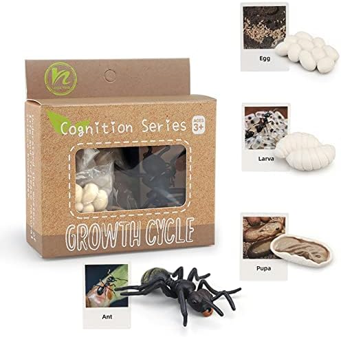Montessori Life Cycle Animal Figures with Flash Cards, Realistic Animal Figurines Toy, Educational Matching Game for 3+ Year Old Kids (Ant) by MIKNEKE