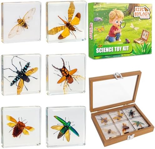 Insect Specimen Set, Bugs Collection Scientific Education Gift for Kids Aged 3-8-12 (Flatheaded Borer, Stag Beetle, Lanternfly, Longhorned Beetle, Cicada, Stink Bug) by EJLIFEBOX