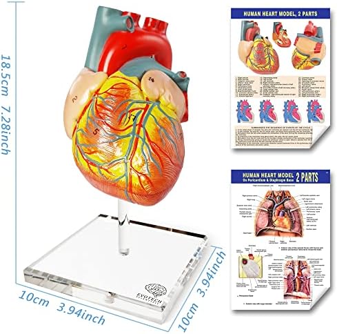 Human Body, Skeleton, Heart, Half Size Skull with Brain Models - Image 7
