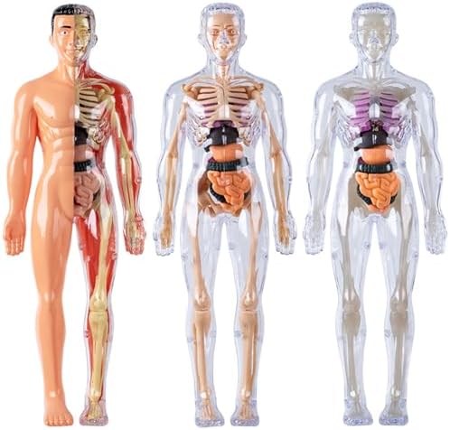 Human Body Model for Kids Detachable Visualized 3D Anatomy Model Enlightenment Science Toys Cultivates Explore Curiosity Hands-On Skills, Fully Transparent|Science Kits Toys - Image 7