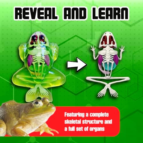Dissect-It, Standard Frog Dissection Kit, STEM Toys for Kids, Ages 6+ - Image 4