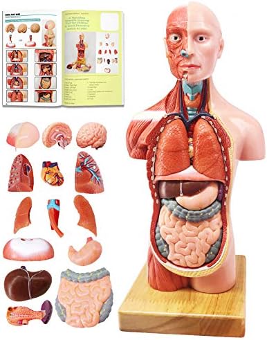 Human Anatomical Body, Skeleton, Heart, Skull with Brain Models, Cubes Sets - Image 2