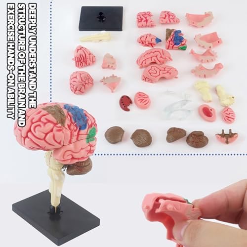 EducatioHuman Brain Model, Anatomy with Detachable Parts DIY - Educational Neuroscience Tool for Students, Kids & Medical Professionals, PVC Materialnal Science Kits - Image 7