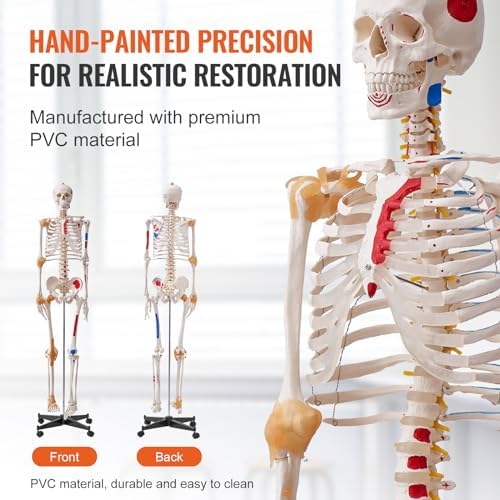 VEVOR Human Skeleton Model for Anatomy, 71.65" Life Size, Accurate PVC Anatomy Skeleton Model with Ligaments, Movable Arms, Legs & Jaw, with Muscle Origin & Insertion Points, for Professional Teaching - Image 5