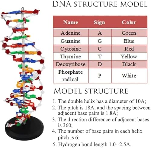 COYEUX Double Helix Molecular Model of DNA, DNA Double Helix Model, Made of Colored PVC, Mounted On a Rotating Support, Scientific Teaching Tool - Image 2