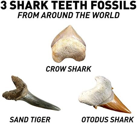 National Geographic Dig Kit: Shark Teeth Fossils, Archaeology & Marine Biology for Kids - Image 5