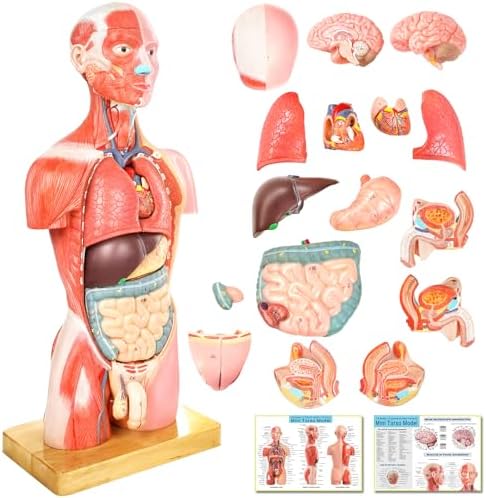 Human Body Deluxe Musculature Model, 16 Pcs Removable 17 Inch Human Torso by Suitableforanatomynursing