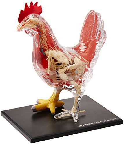 4D Chicken Anatomy Model Kit, STEM Biology Learning Toy, Ages 8+ by 4D+Master
