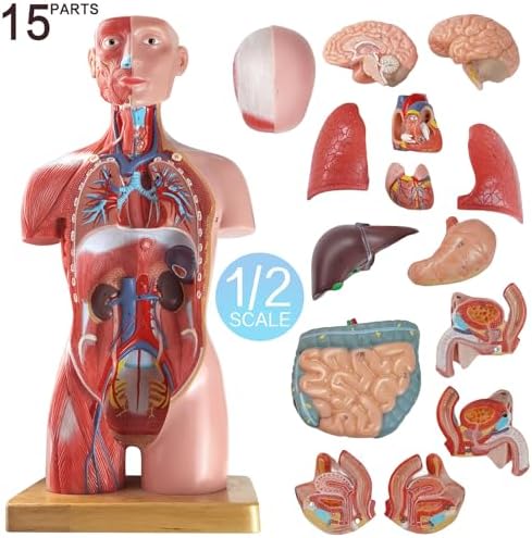 Human Body Deluxe Musculature Model, 16 Pcs Removable 17 Inch Human Torso - Image 7