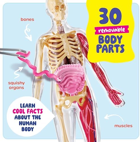 Human Anatomy Squishy Body Model - STEM Science Kits for Kids Ages 8 Years - Image 2