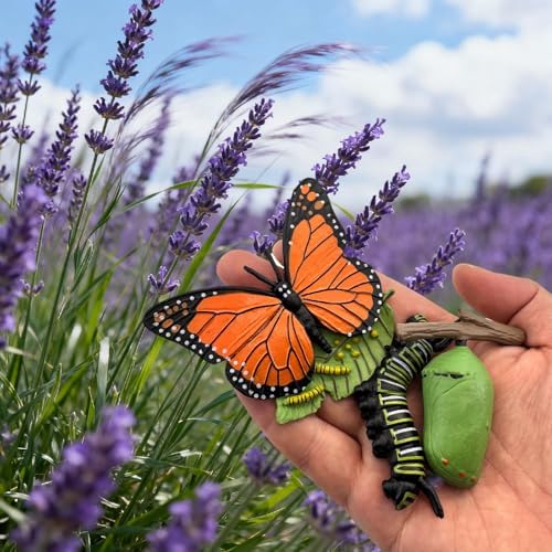 Montessori Life Cycle Animal Figures with Flash Cards, Lifelike Animal Growth Cycle Biological Model Set (Butterfly) - Image 5